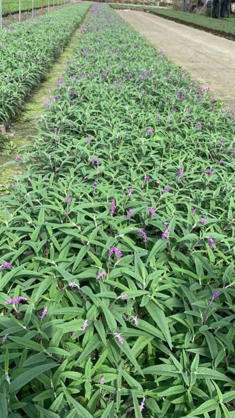 成都草花，成都草坪。植物造型