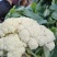 白面青梗松花菜2~3斤散花乳白代收代发