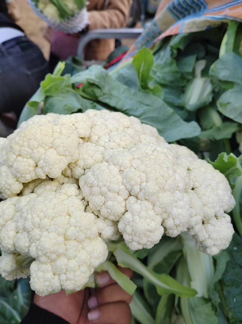 白面青梗松花菜2~3斤散花乳白代收代发