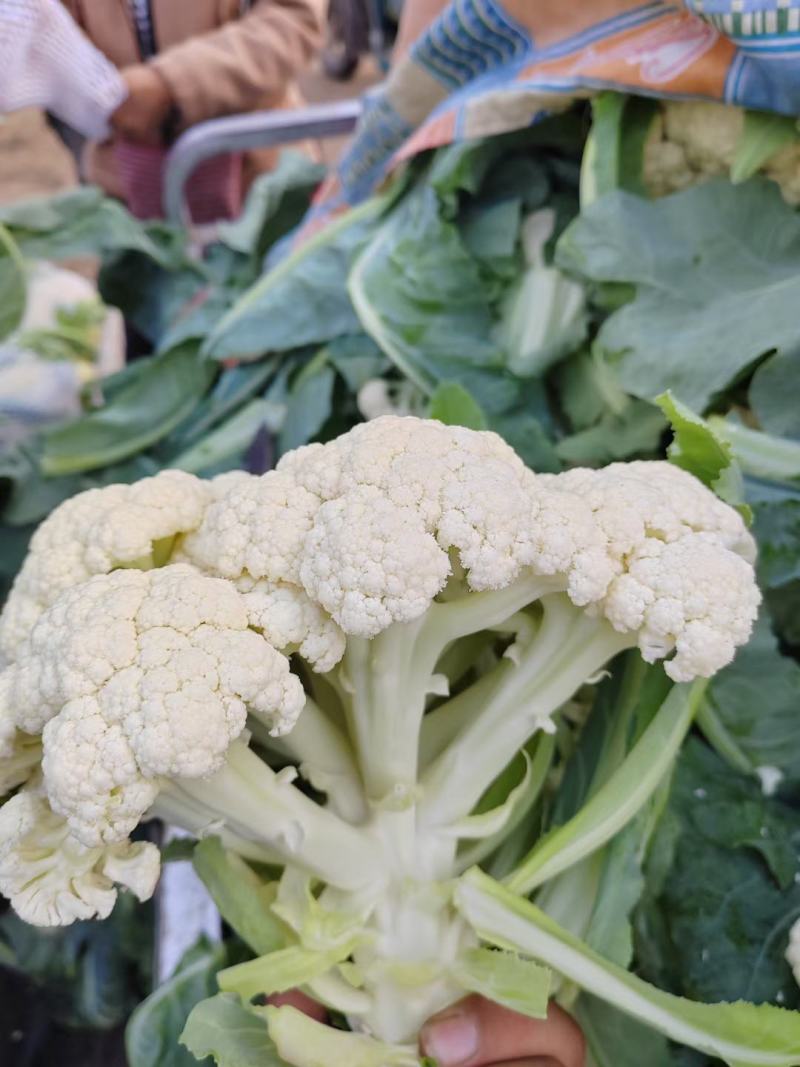 白面青梗松花菜2~3斤散花乳白代收代发