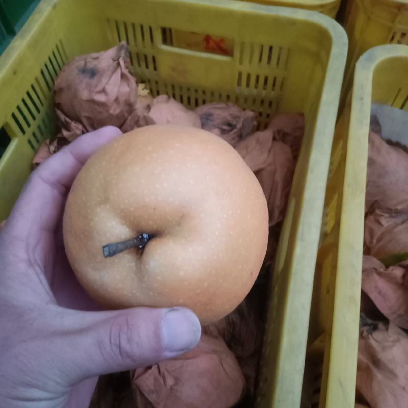 新高