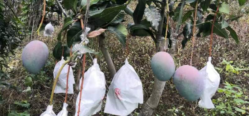 越南大青芒果园实景