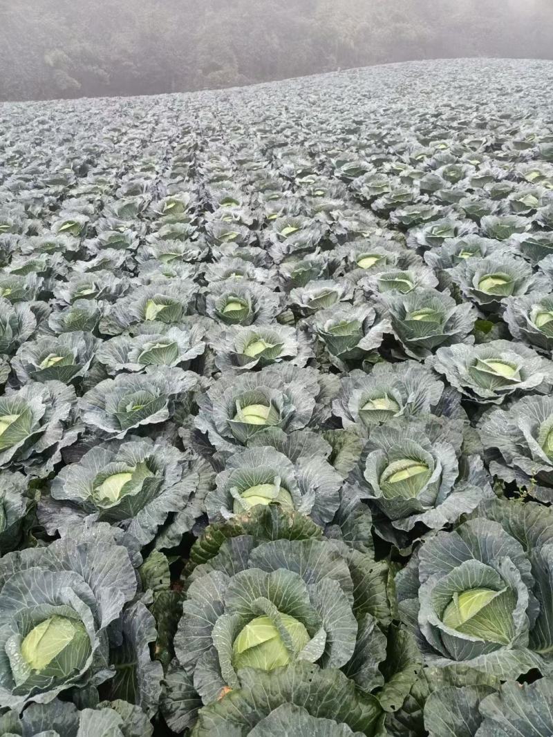 湖北寒胜包菜