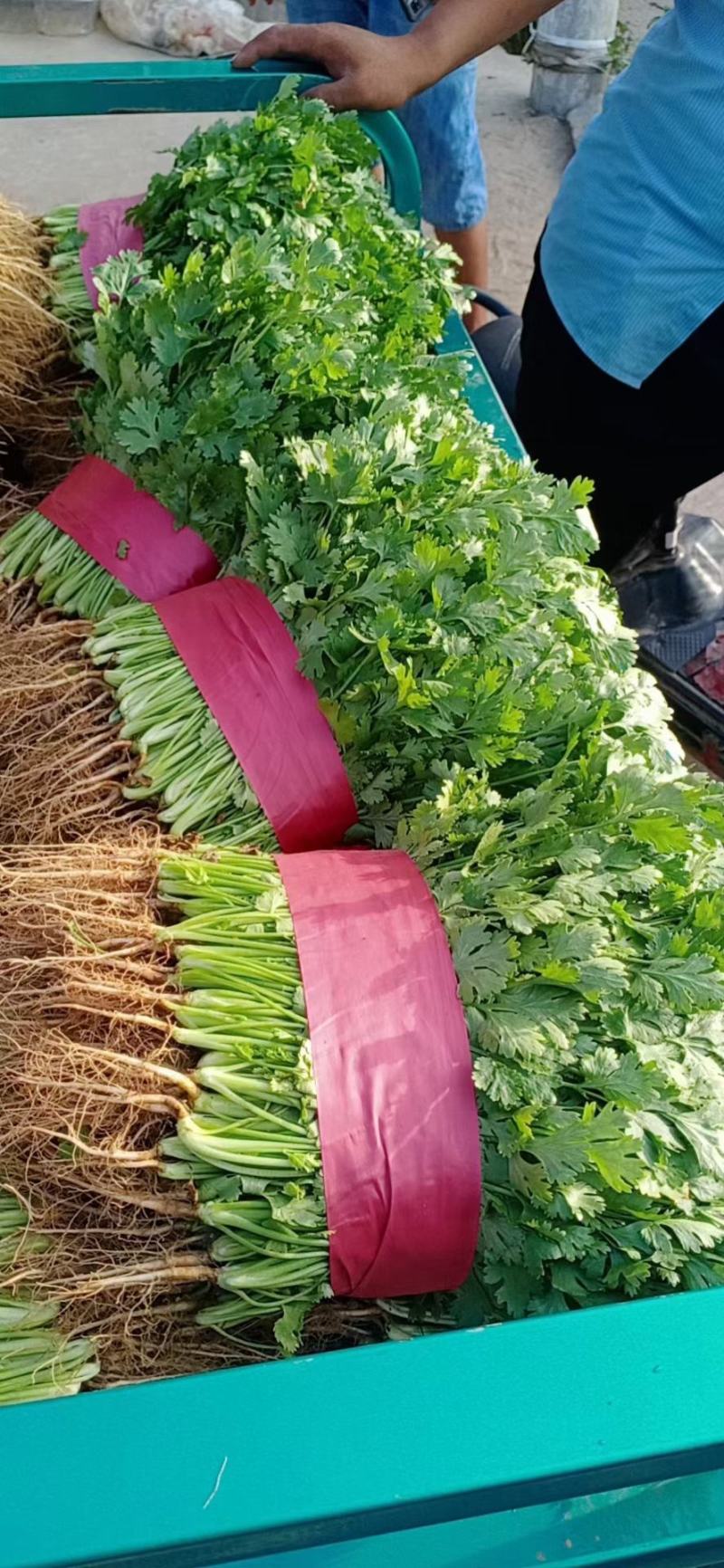 【冷棚大叶香菜，大量上市产地直供！一手货源，叶绿新鲜。