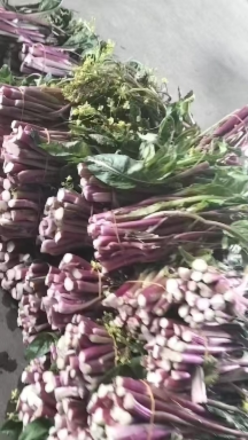 基地货红菜苔