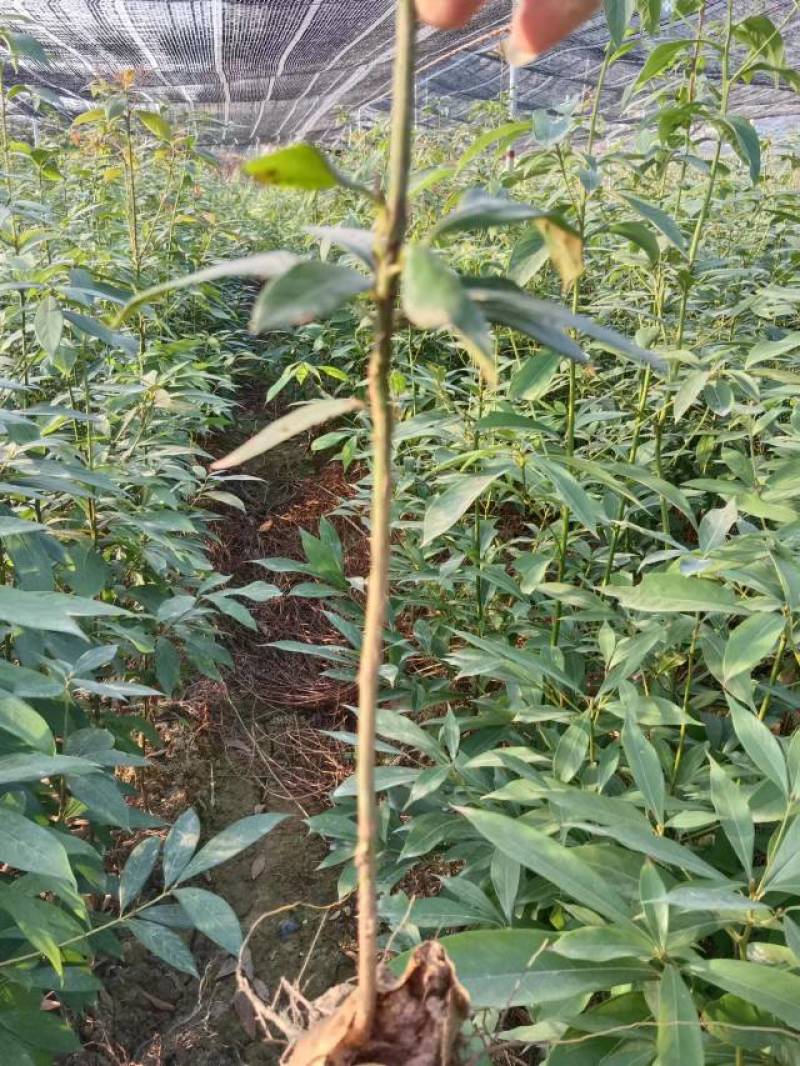 楠木袋苗，小叶贞楠，金丝楠木，基地直发，一手货源质量保证