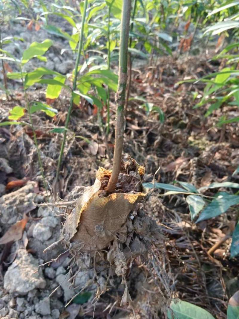 楠木袋苗，小叶贞楠，金丝楠木，基地直发，一手货源质量保证