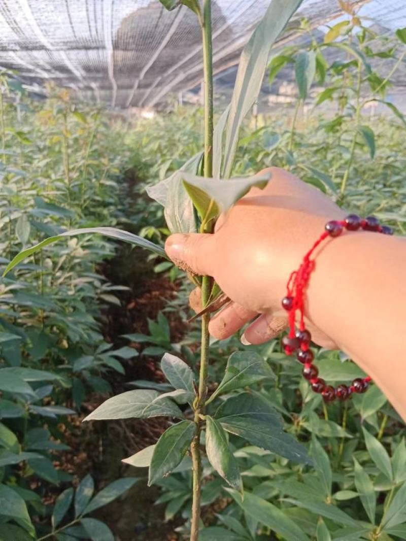 楠木袋苗，小叶贞楠，金丝楠木，基地直发，一手货源质量保证