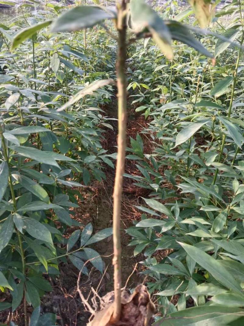 楠木袋苗，小叶贞楠，金丝楠木，基地直发，一手货源质量保证