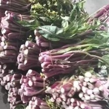 基地货红菜苔