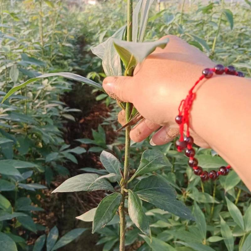 楠木袋苗，小叶贞楠，金丝楠木，基地直发，一手货源质量保证