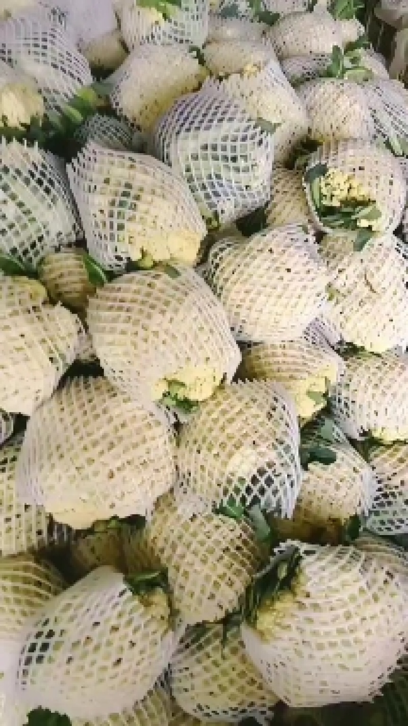 山东有机菜花大量上市，全国发货，保质保量，产区种植基地