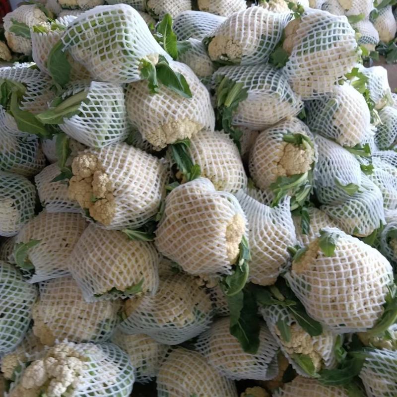 山东有机菜花大量上市，全国发货，保质保量，产区种植基地