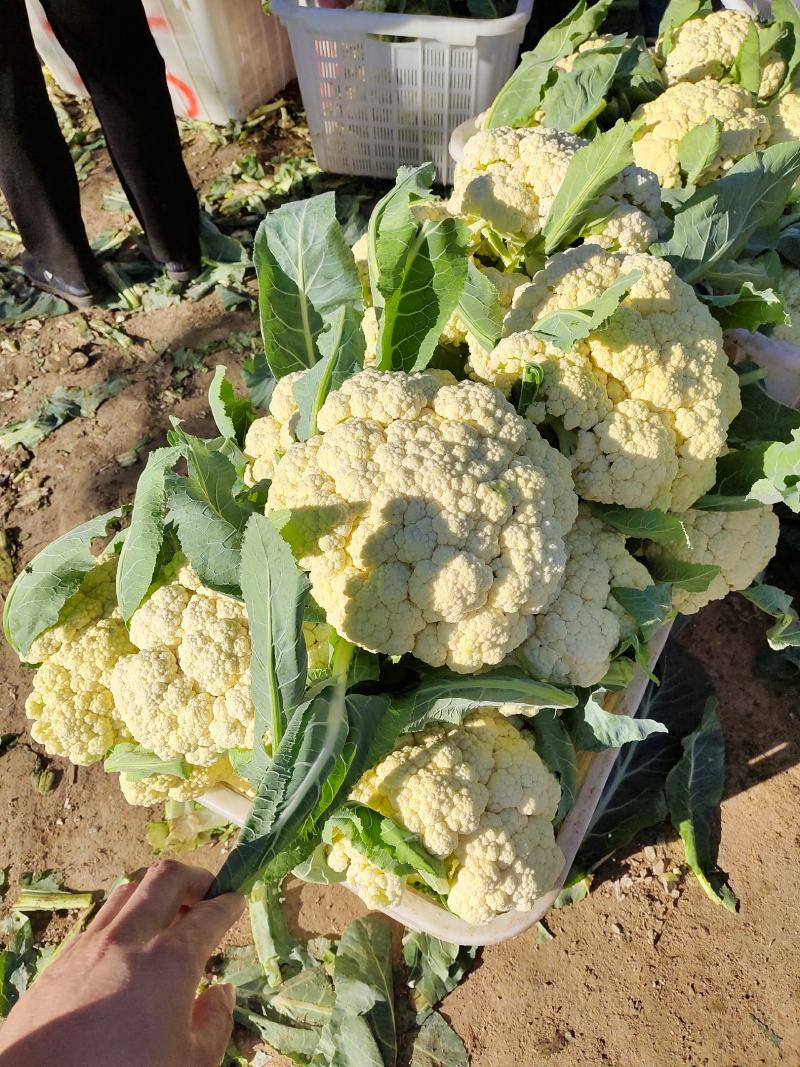 山东有机菜花大量上市，全国发货，保质保量，产区种植基地
