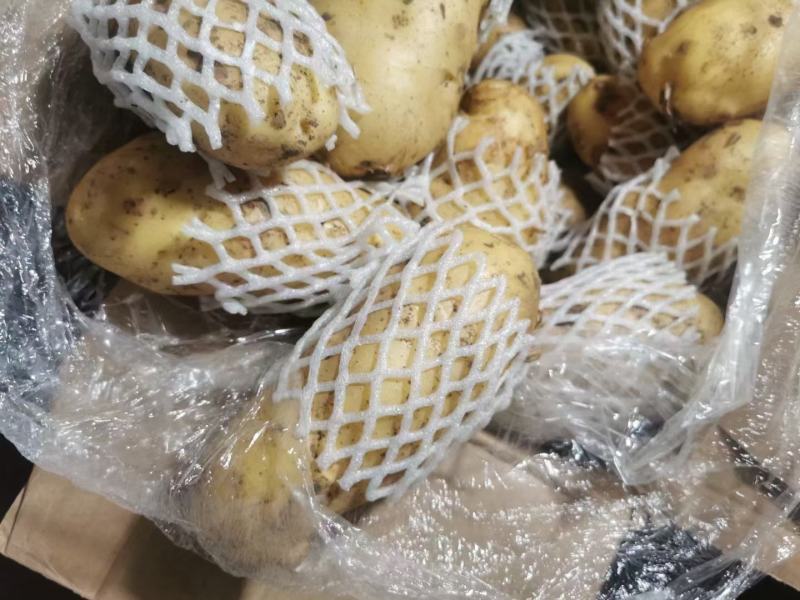 新荷兰十五土豆优质供应基地，黄壤个大，量大价优，