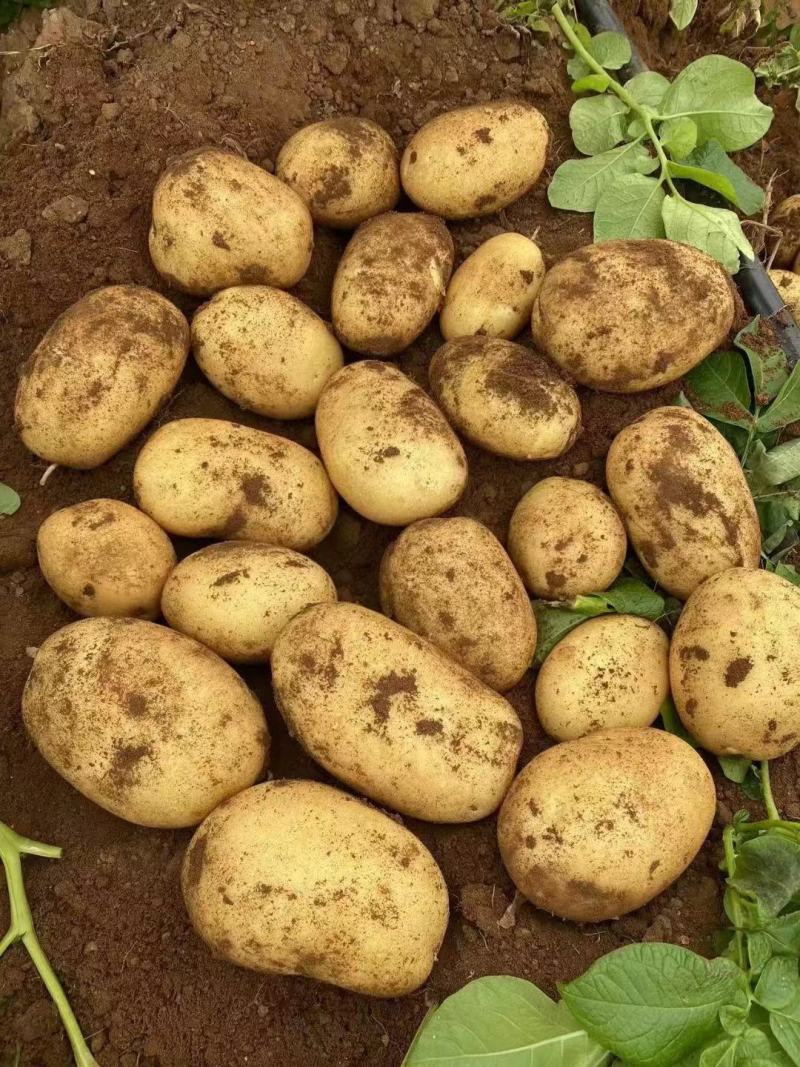 新荷兰十五土豆优质供应基地，黄壤个大，量大价优，