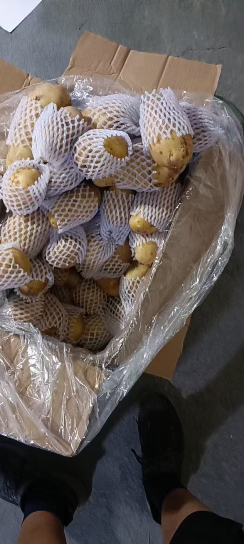 新荷兰十五土豆优质供应基地，黄壤个大，量大价优，