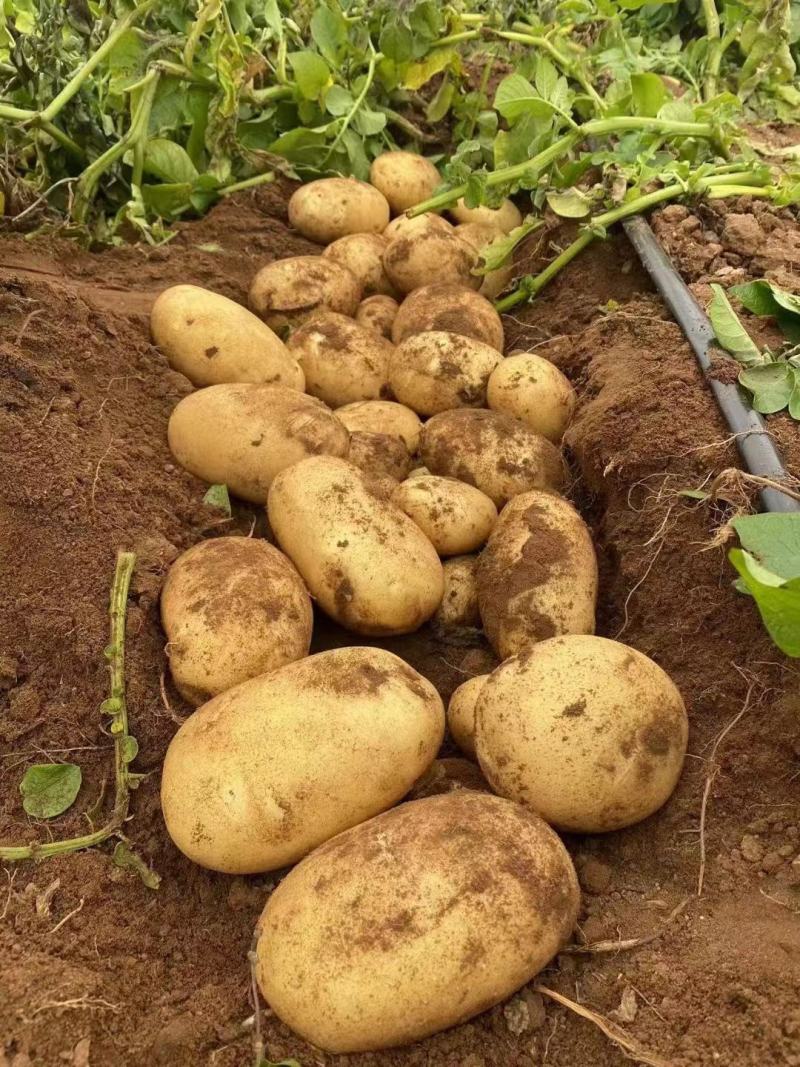 新荷兰十五土豆优质供应基地，黄壤个大，量大价优，