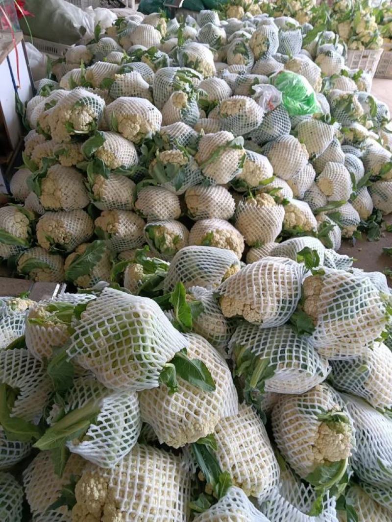 山东有机菜花大量上市，全国发货，保质保量，产区种植基地