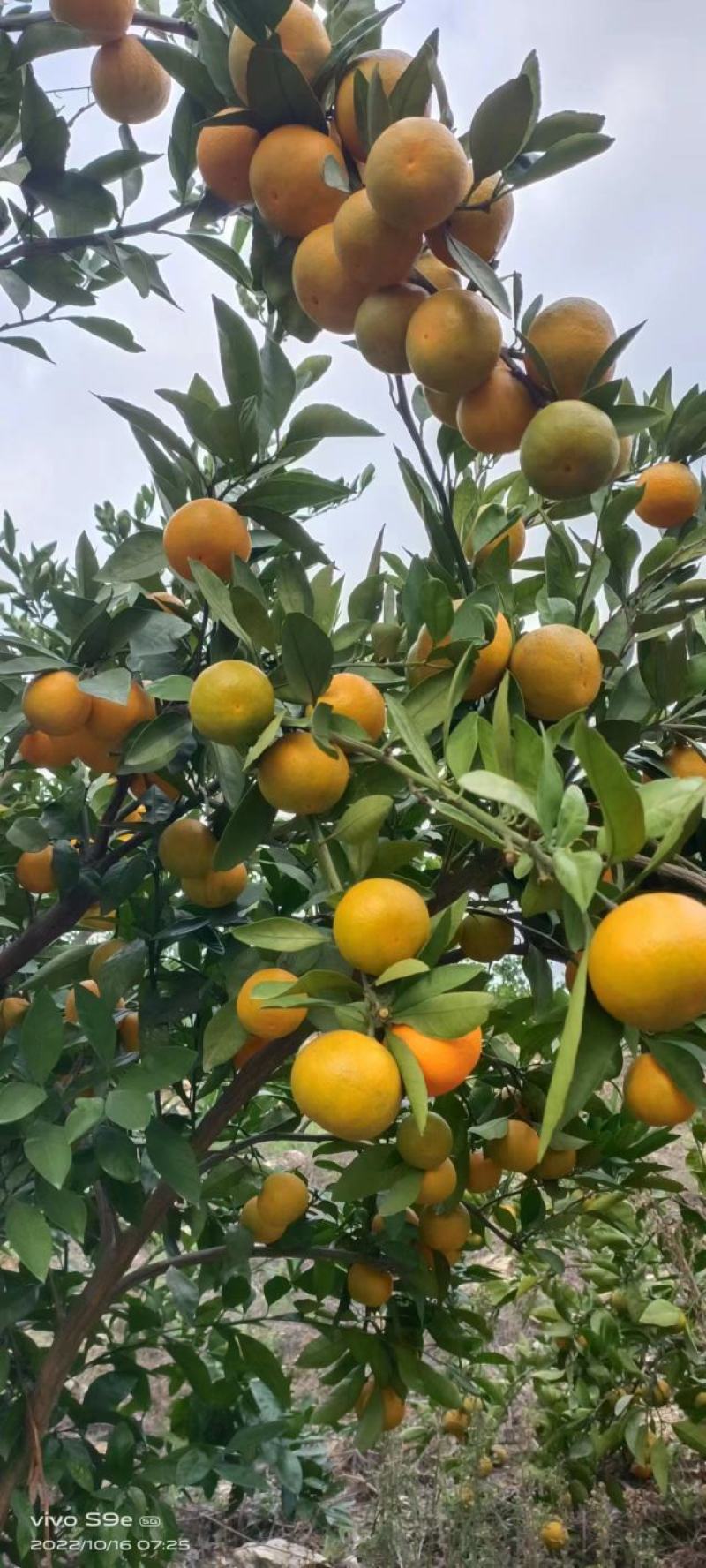 武当蜜橘，习家店柑橘，不知火丑橘，湖北沃柑，薄皮蜜橘