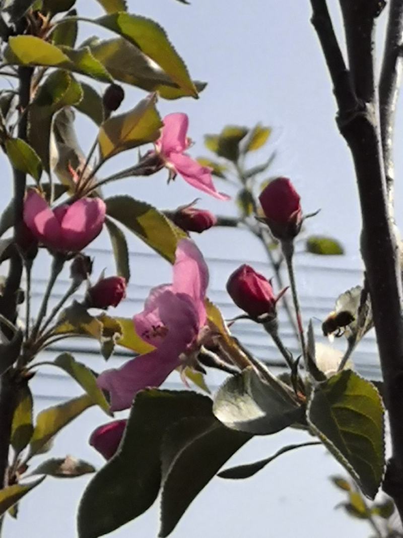 1公分2公分3公分华硕苹果苗红富士苹果树爱妃苹果树苗
