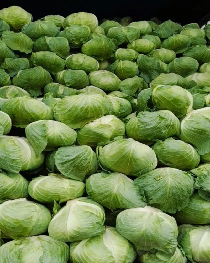 【甘蓝】包菜精品扁包菜产地直发可视频看货欢迎咨询