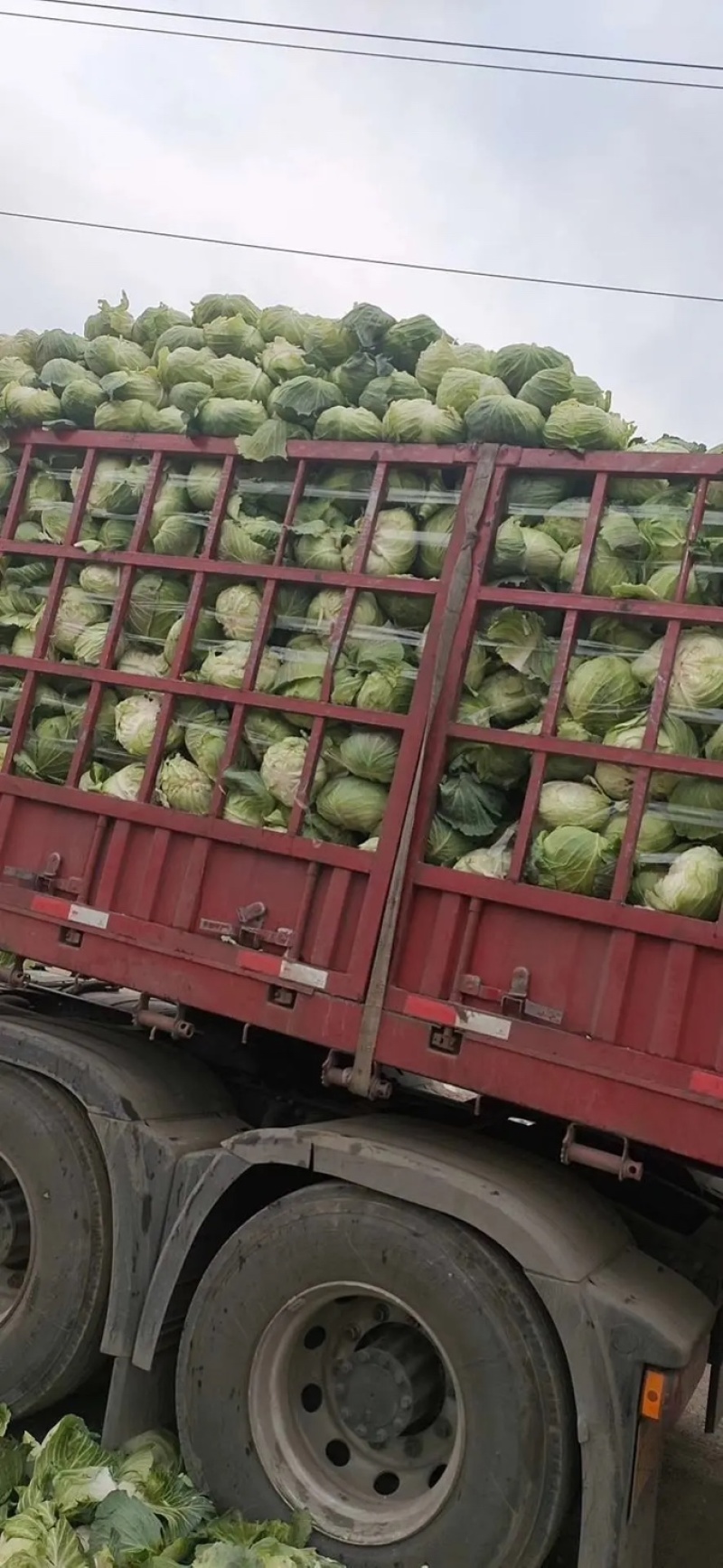 【甘蓝】包菜精品扁包菜产地直发可视频看货欢迎咨询