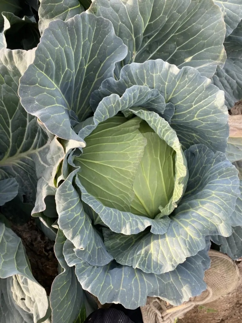 【甘蓝】包菜精品扁包菜产地直发可视频看货欢迎咨询