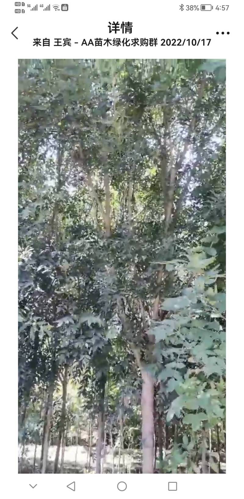 秋柴白腊地接苗
