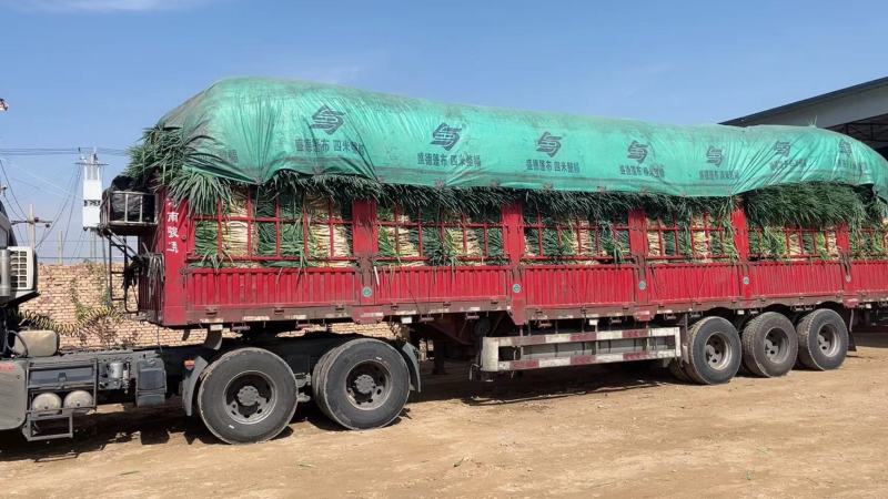 靖远刚葱大量上市，欢迎新老客户
