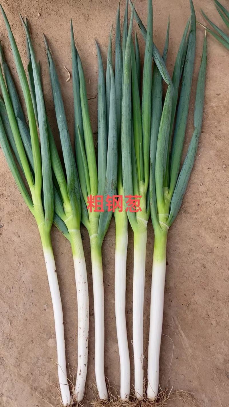 靖远刚葱大量上市，欢迎新老客户