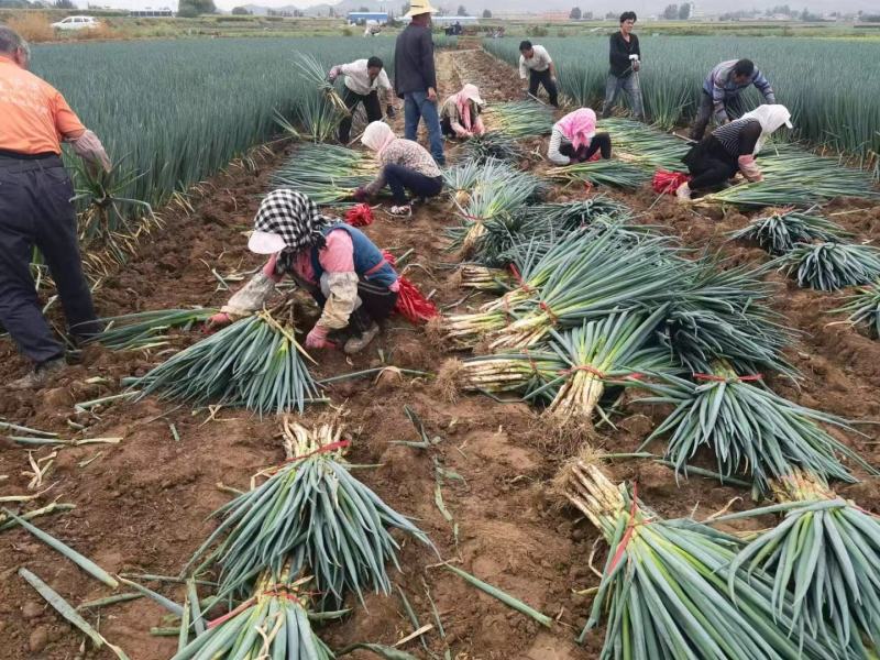 靖远刚葱大量上市，欢迎新老客户