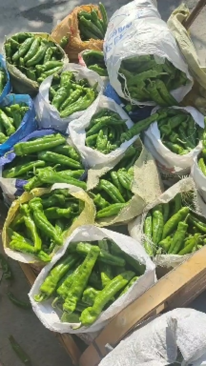 河南夏邑301大棚辣椒大量上市个大皮薄产地发货欢迎