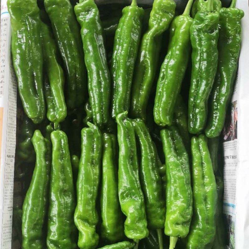 河南夏邑301大棚辣椒大量上市个大皮薄产地发货欢迎