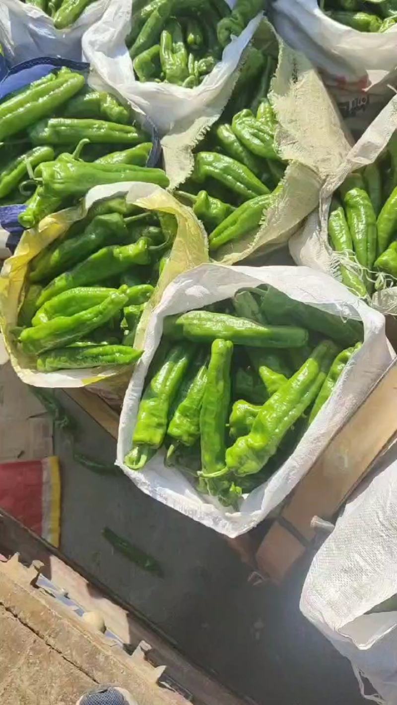 河南夏邑301大棚辣椒大量上市个大皮薄产地发货欢迎