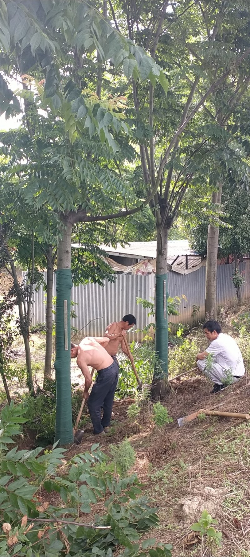 【推荐】各种规格的老紫薇速生紫薇大量有现货欢迎来基地选购