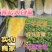 山东黄心大白菜，精品白菜，颗颗芯满，芯实叶薄！产地货源！