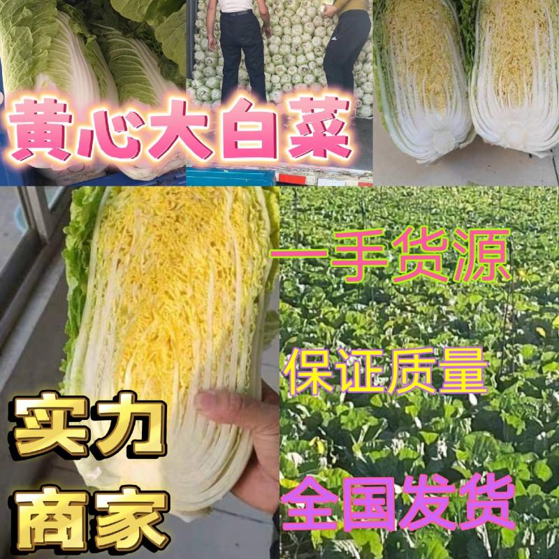 山东黄心大白菜，精品白菜，颗颗芯满，芯实叶薄！产地货源！