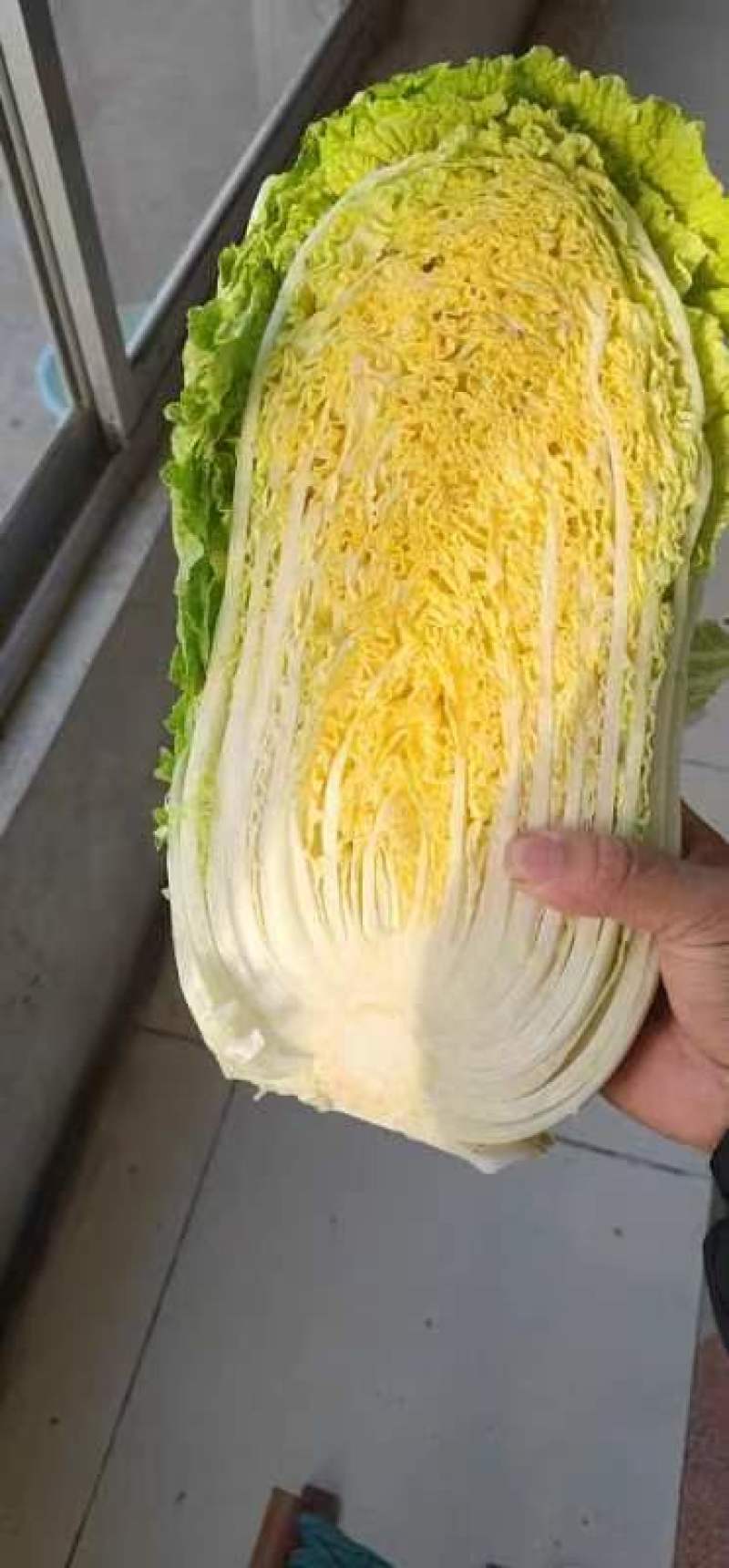 山东黄心大白菜，精品白菜，颗颗芯满，芯实叶薄！产地货源！
