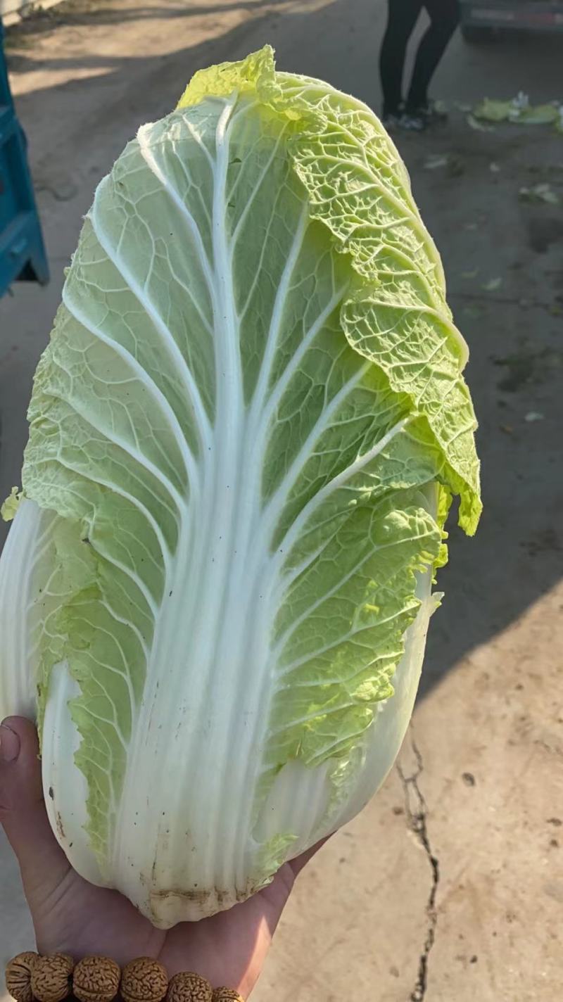 山东黄心大白菜，精品白菜，颗颗芯满，芯实叶薄！产地货源！