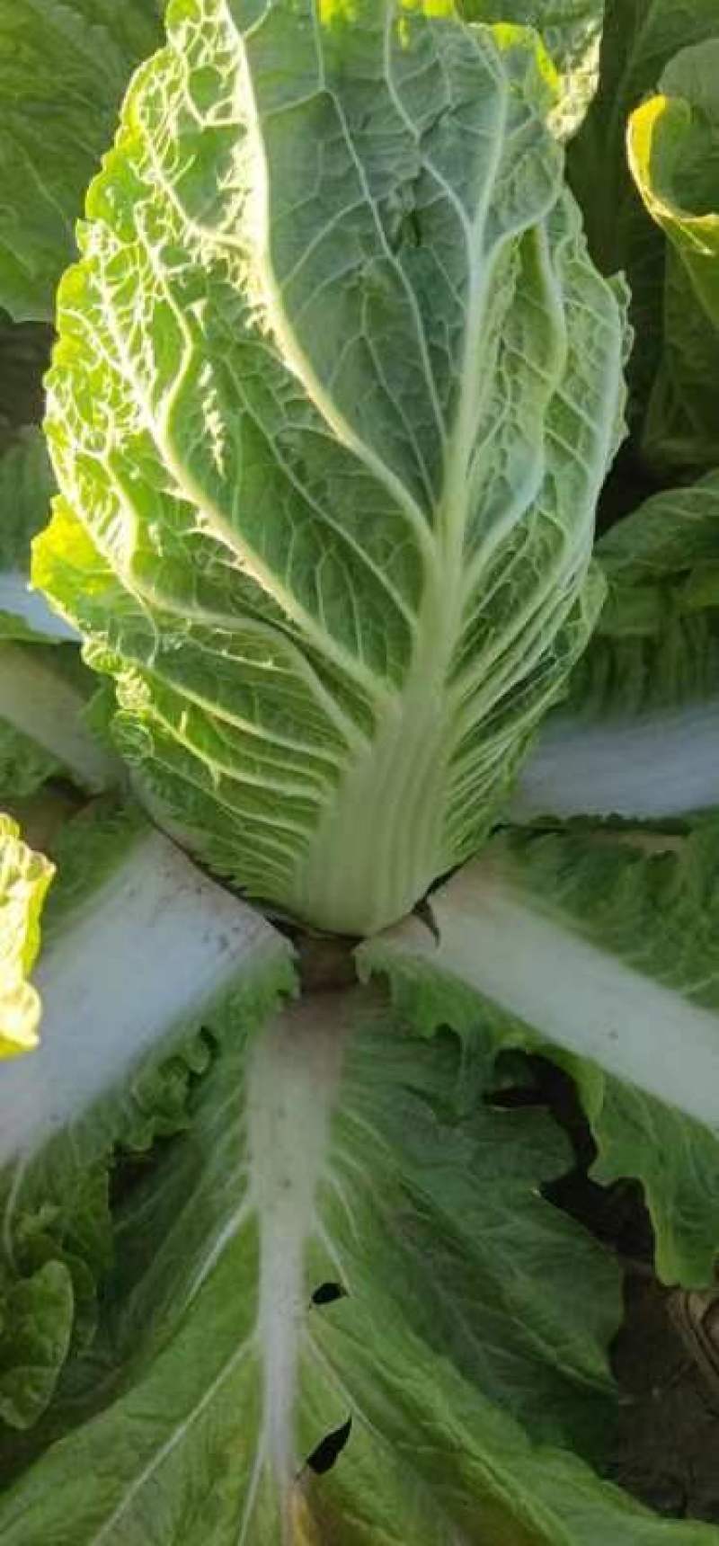 山东黄心大白菜，精品白菜，颗颗芯满，芯实叶薄！产地货源！