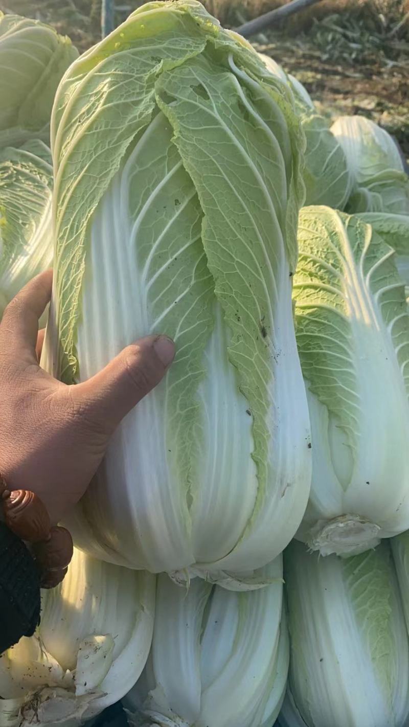 山东黄心大白菜，精品白菜，颗颗芯满，芯实叶薄！产地货源！