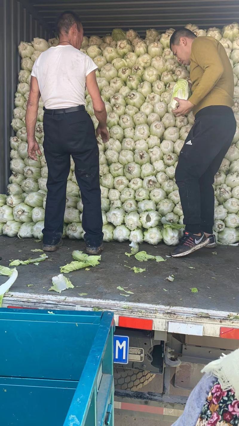 山东黄心大白菜，精品白菜，颗颗芯满，芯实叶薄！产地货源！