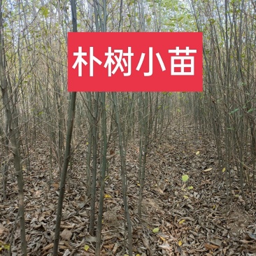 自家苗圃直发朴树小苗，二年生朴树小苗清田处理