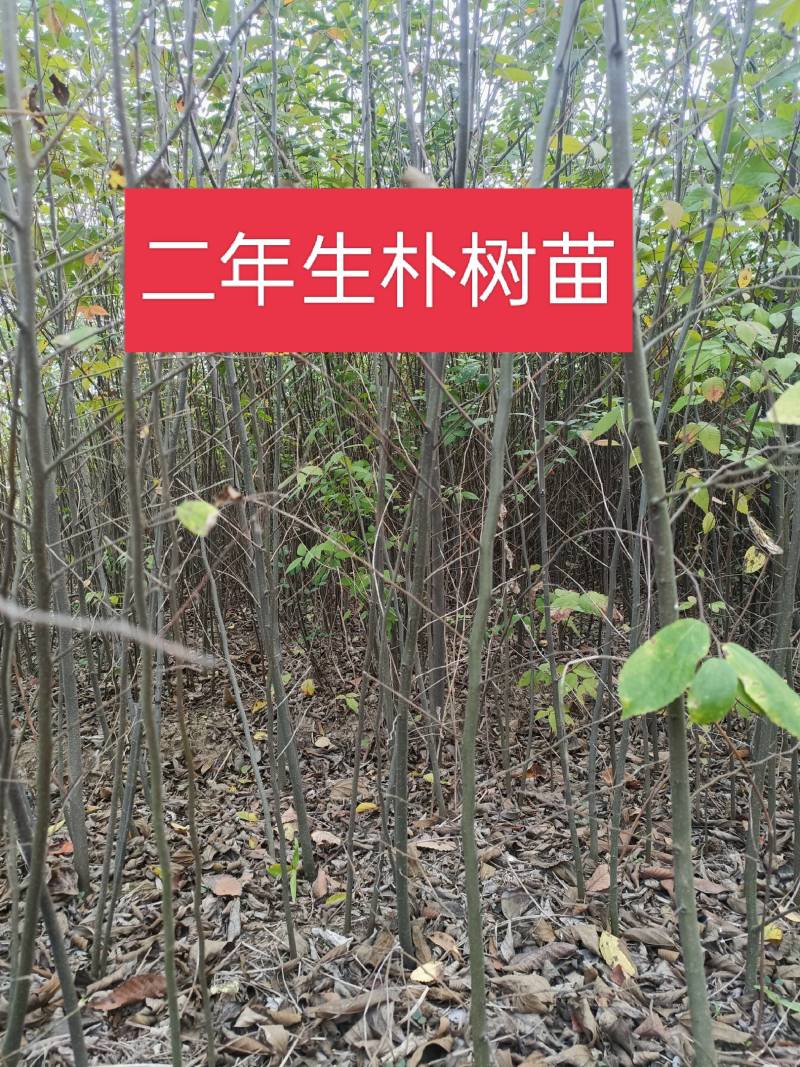 自家苗圃直发朴树小苗，二年生朴树小苗清田处理
