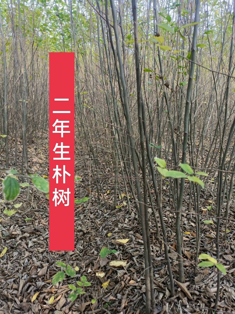自家苗圃直发朴树小苗，二年生朴树小苗清田处理
