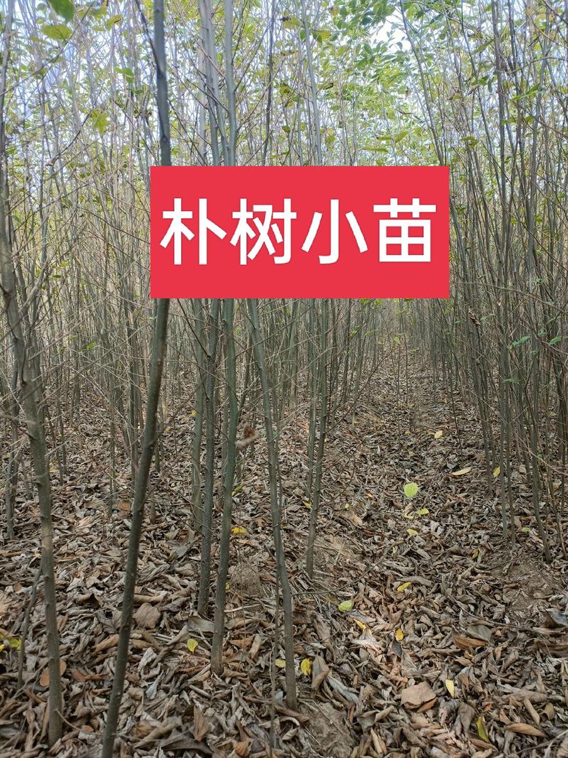 自家苗圃直发朴树小苗，二年生朴树小苗清田处理