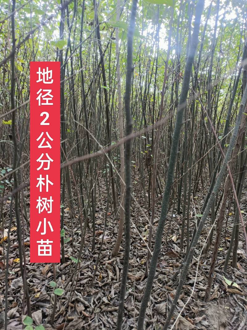 自家苗圃直发朴树小苗，二年生朴树小苗清田处理