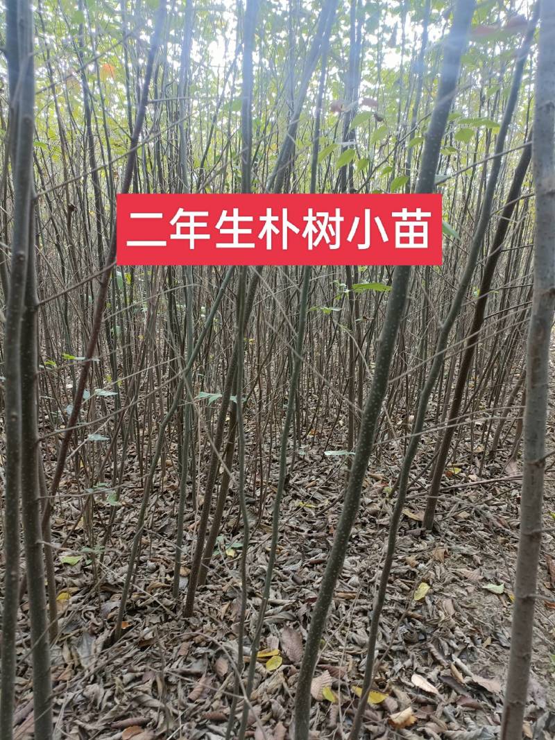 自家苗圃直发朴树小苗，二年生朴树小苗清田处理