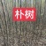 自家苗圃直发朴树小苗，二年生朴树小苗清田处理